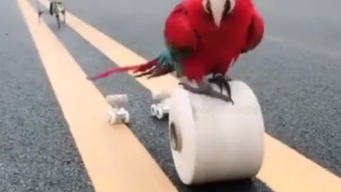Smart Parrot Show Off Amazing Skills.