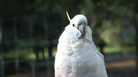 Cockatoo bird looking at the camera - With beautiful music