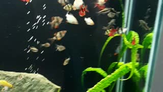 Hungry barbus fish