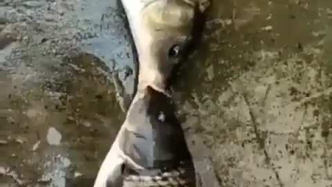 Fish Kissing Each Other What A Lovely Moment