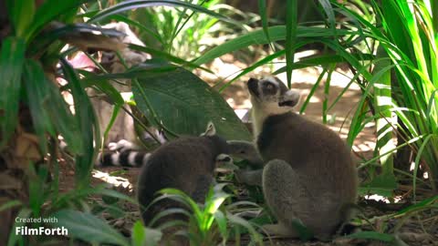 Lemurs are lovely 💕💕💕💕