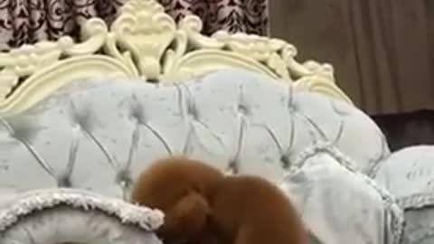 Cute dogs funny