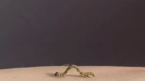 Green caterpillar crawls across man's arm