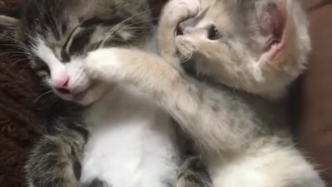 2 Kittens Sleeping Together