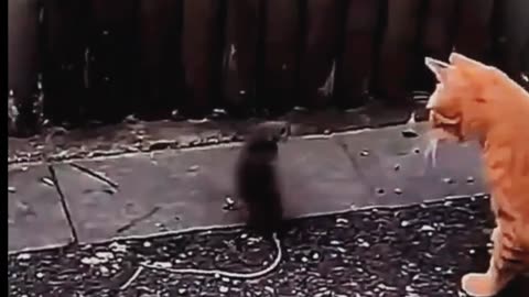 Cat mouse funny moment