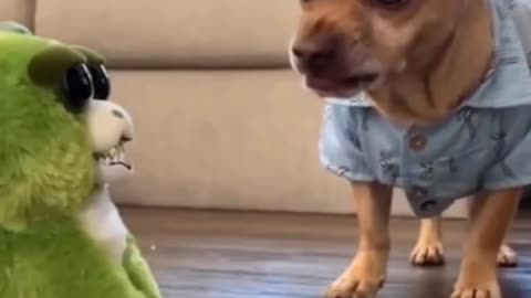 Dog and Stuffy Growling at Each other over a treat