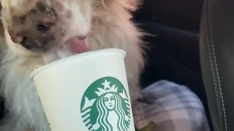 Ginger enjoying her dose of Starbucks Puppuccino
