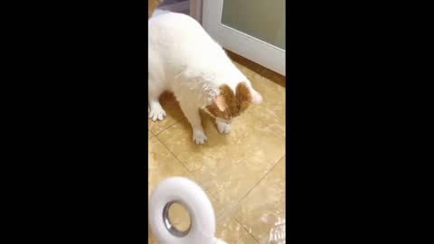 A kitten who likes to play with water.