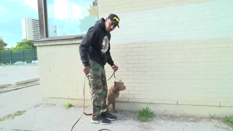 basic puppy heeling walking backwards leash pit bull pitbull training shepherd treat dog trained