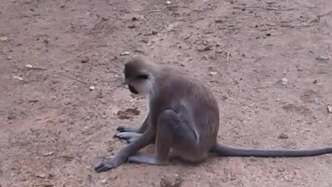 Sri lanka monkey
