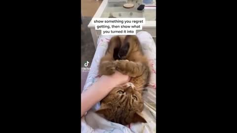 Funny and Cute Cats video compilation - Best Cat videos