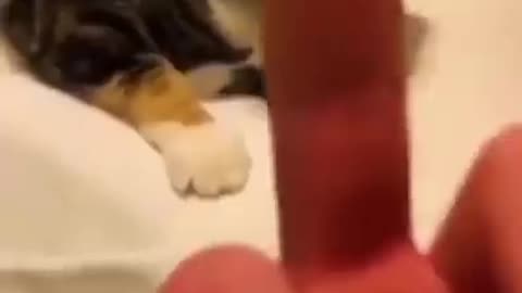 ps😹_ #funny Cute Cats #shorts Video😂_ #trending #animals #reela