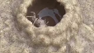 incredible crab ability