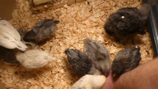 Spending time with my young chicks while they eat, drink, and dust bath.