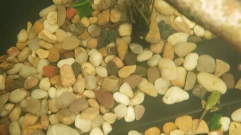 Tree Frog Froglets & Tadpoles Underwater in Man-made Habitat