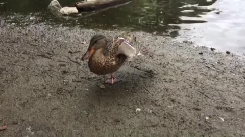 Duck's morning stretching