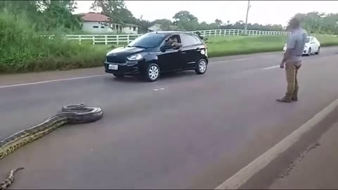 Traffic halts as Giant Anaconda Crosses Road in Brazil; Video Goes Viral || GoViral