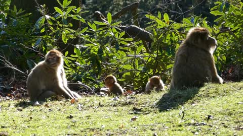 Barbary Macaque Monkey Barbary