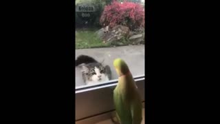Parrot teasing cat
