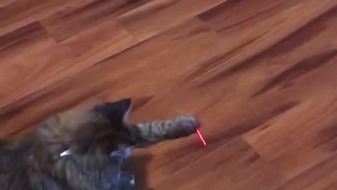 Cat Vs Laser Pointer 🐈 😂 - Funny Animal Reaction Videos #shorts