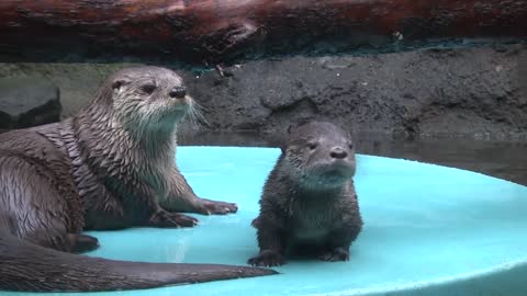 A Tale of 2 Otters