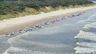 Australia: hundreds of whales stranded on shore