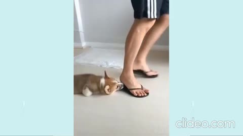 🐶Clever puppy uses home to exit cut shoes cute puppy🐶