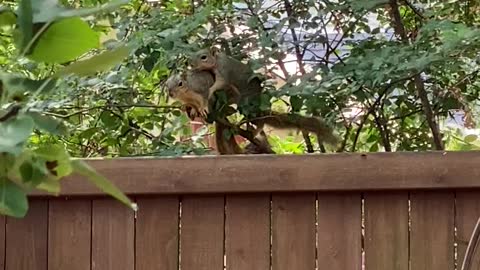 Squirrels Acting like a Married Couple