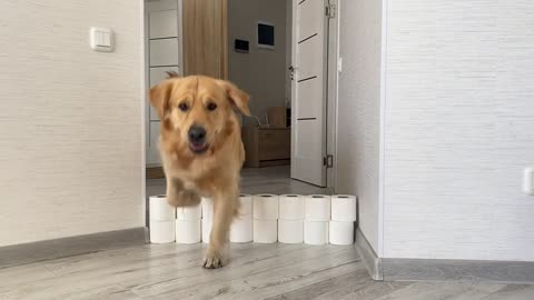 Golden Retriever & GSD Puppy React to The Toilet Paper