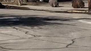 Trio of "mop" dogs casually stroll down street
