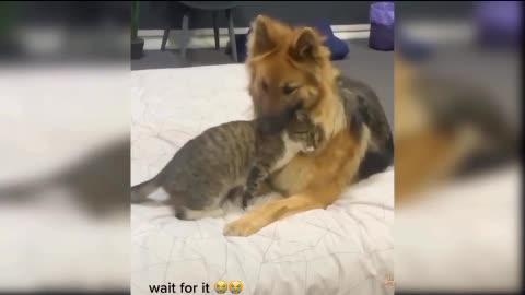 Best Funny cat video 2021