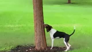 Dog eats tree