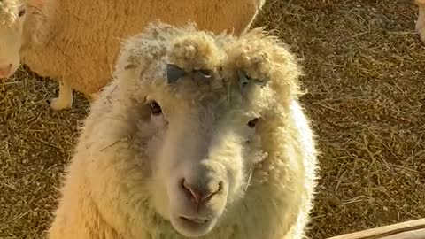 the cute sheep