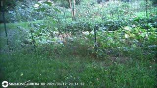 Backyard Trail Cam - Rabbit Fence