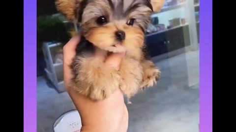 cute puppy compilation