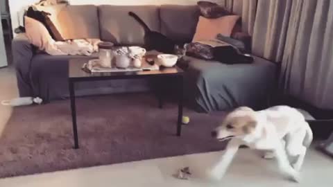 Puppy and cat cause playtime havoc in the living room