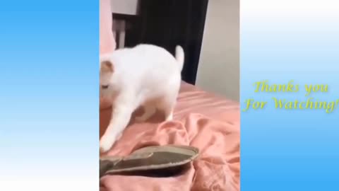 Best Funny Cat Videos That Will Make You Laugh All Day Long 😂😹