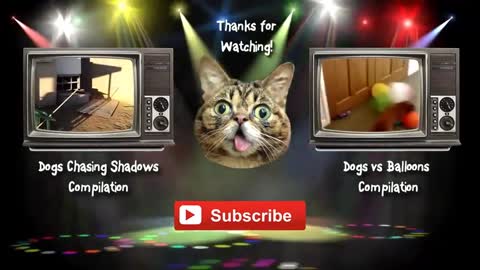 FAIL CAT PLAYING BALLONS FUNNY VIDEOS