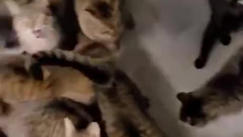 How to feed a bunch of cats