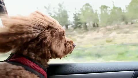 🐈 DOG IN CAR 🚗