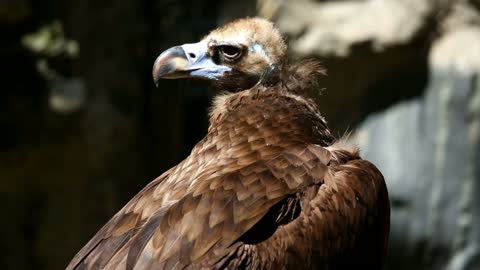 Brown vulture in the wild -With great music