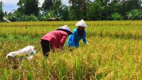 NO MACHINES! TRADITIONAL METHOD OF PADDY HARVESTING IN THE VILLAGE | RICE BEFORE COOKING