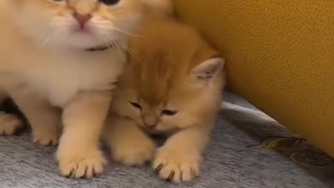 Cute cats 🐈 😻 🐈‍⬛