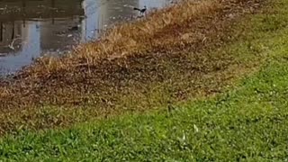 The nature zone: Two birds taking the sun.