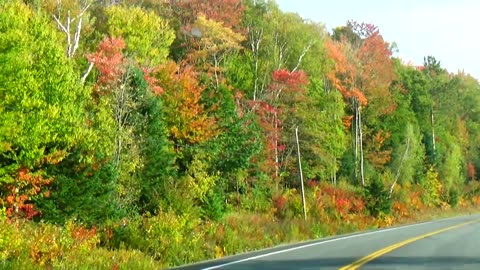 Fall Foliage