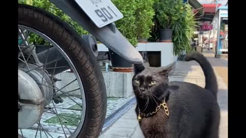 Petting a Black Cat on a Sidewalk#cat #cat990