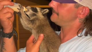 Bottle Time for Baby Raccoon