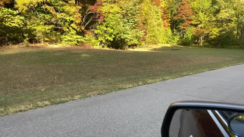 Wild Turkeys at Brown County State Park