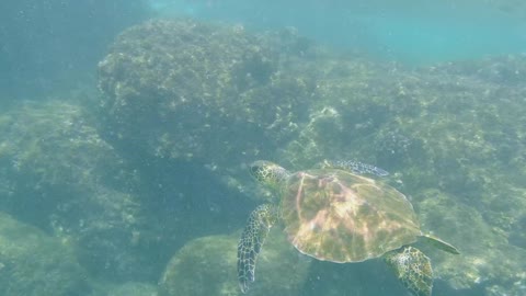 Snorkeling with a sea turtle by my side!