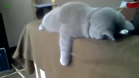 Funny position of cat while slepping